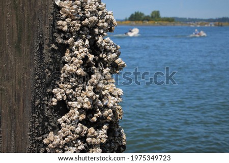 Barnacles on pier with water behind Royalty-Free Stock Photo #1975349723