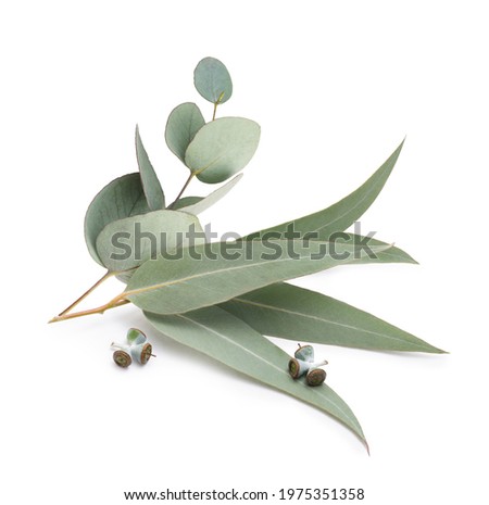 Eucalyptus leaves isolated on white background Royalty-Free Stock Photo #1975351358