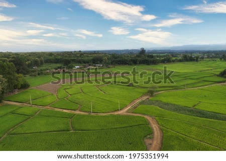 Aerial landscape view of the rice field in sunny day  at Pua district, Nan Thailand 