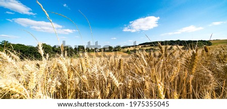 Golden wheat field with blue sky in background Close up of ripe wheat ears