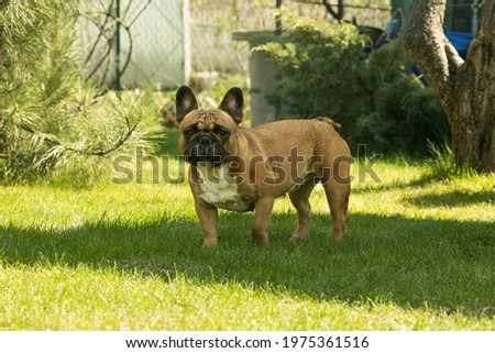 A cute fawn french bulldog running on the green grass. French Bulldogs are dog companions. Royalty-Free Stock Photo #1975361516