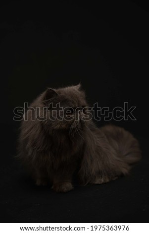 Persia kitten with background black