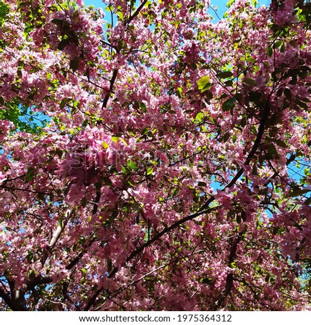 Blooming sakura tree in May
