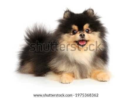 Happy Pomeranian puppy. Portrait on a white background Royalty-Free Stock Photo #1975368362