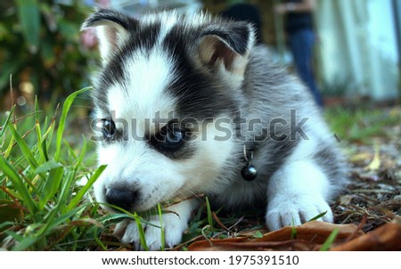 The picture of Siberian husky dog.