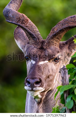 The closeup of the male Greater Kudu in Kruger Park in South Africa.