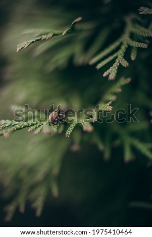 vertical Macro photo of green pine needles with beetles