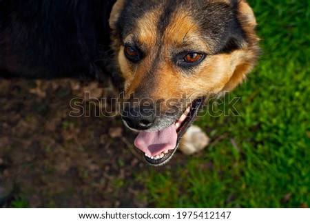 Homeless dog on a background of green grass. Black abandoned dog close up.