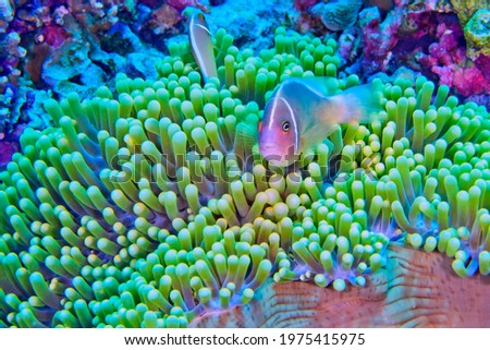 Pink Anemonefish  Amphiprion perideraion  Magnificent Sea anemone  Ritteri anemone  Heteractis magnifica at  Bunaken National Marine Park in Bunaken  North Sulawesi  Indonesia  Asia Royalty-Free Stock Photo #1975415975