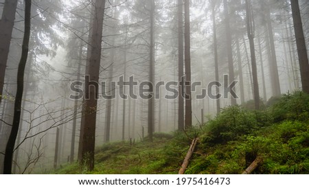 Dark and misty forest in the Stolowe Mountains, Radkow, Poland.