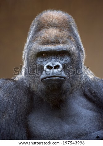 Portrait of a gorilla male, severe silverback, on light brown blur background. Grave look of the great ape, the most dangerous and biggest monkey of the world. Chief of a gorilla family Royalty-Free Stock Photo #197543996