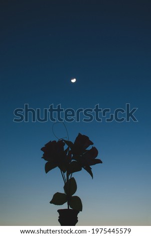 Picture of flower in front of dark blue sky at evening and moon on top of flower.