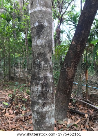 Unusual Betal Nut Tree Trunk Texture