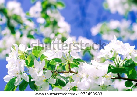 Closeup   of  beautiful white flowers,  blooming branches of apple tree in spring on blue sky in sunny day.  Spring blossom, time of flowering 
