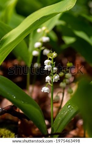 Lily of the Valley flowers (Convallaria majalis) with tiny white bells called “Maiglöckchen“ in Germany. Macro close up of poisonous flowering plant. Springtime herald and popular garden flower.
