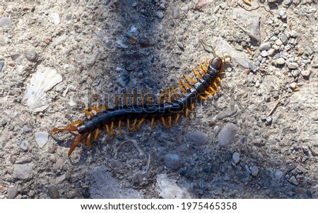 scolopendra on concrete, dangerous insect, top view Royalty-Free Stock Photo #1975465358
