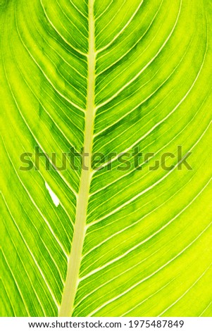 Green leaf texture. Skeleton leaf and sunlight wallpaper.
