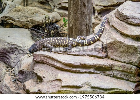 The Mexican beaded lizard (Heloderma horridum) is a species of lizard in the family Helodermatidae, one of the two species of venomous beaded lizards found principally in Mexico and southern Guatemala Royalty-Free Stock Photo #1975506734