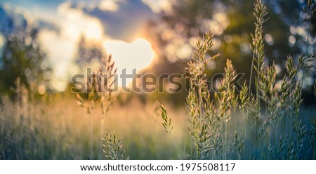 Stunning artistic rural floral field on sunset. Natural summer background, forest field landscape, blur dreamy cloudy blue sky. Idyllic nature meadow field, freedom natural view