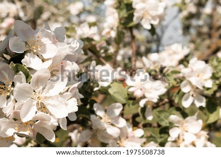 Spring flowering apple tree. Gardening and horticulture concept