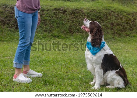 dog sitting attentive to its owner's instructions. Senior Dog Royalty-Free Stock Photo #1975509614