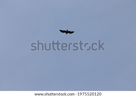 Bald eagle soaring in the sky