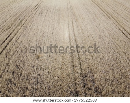 A bird's eye view of a field of ripe cereals. Agricultural landscape.