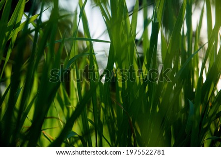 thatch growing in the rice field with a sunset light background