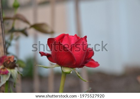 Red Rose flower close up.