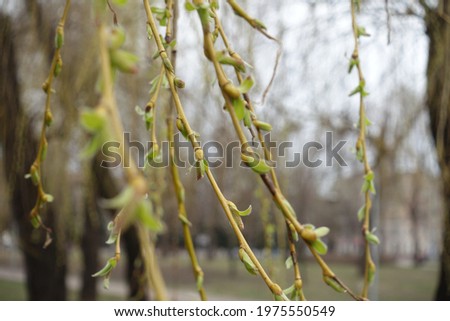 Branchlets of weeping willow with opening buds in March Royalty-Free Stock Photo #1975550549