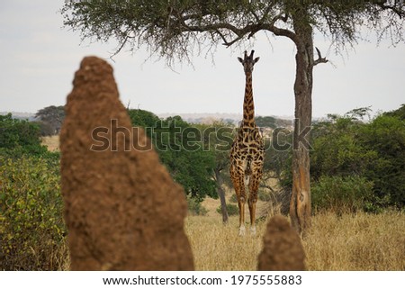 giraffe between termite mound looking at camera