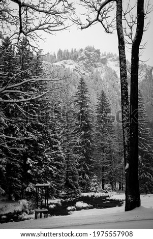 Black and white Nosal Peak in winter, Western Tatra Mountains, Poland. Monochrome vertical picture of a rocky slope. Selective focus on the trees, blurred background.