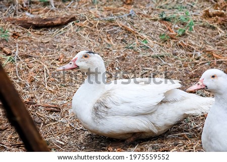 A domestic duck opens its mouth and calls its ducks together