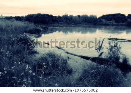 View on the banks of the Tiber river near Rome, vegetation, flowers and floating logs. Photo toned in green gray.