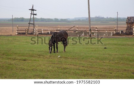 a black bay horse grazing in a meadow