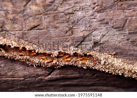 Termite Workers,  Small termites, Work termites walk in the nest.Termites repairing tunnels on pillars of wooden houses. Selective focus.