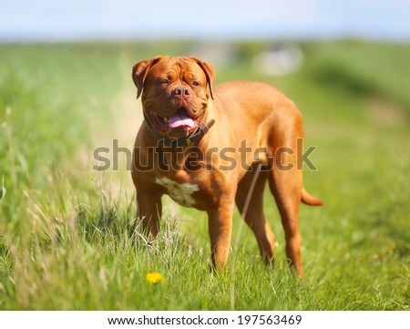 Purebred dog outdoors on a sunny summer day. Royalty-Free Stock Photo #197563469