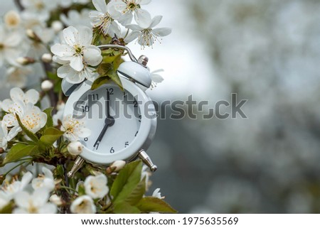 Spring time. White classic alarm clock in the morning sunlight among white cherry blossoms on a blurred spring background in the garden, bokeh effect.