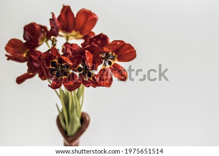 Flabby red tulips on a white background in a vase. Free space for text. An idea of the past holiday and the fragility of flowers. A bouquet of not fresh dried tulips withers in a vase