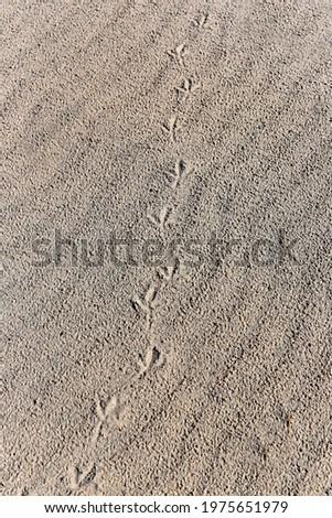 
Traces of a bird's feet in the sand at the beach.