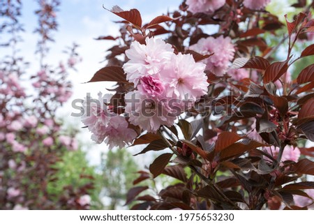pink blossom, Sakura Kanzan. Prunus serrulata. Cerasus serrulata. Sekiyama. Japanese cherry blossom, spring season