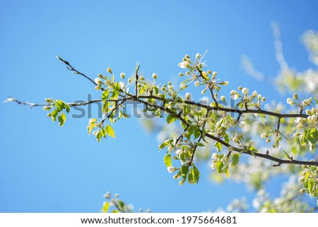 A branch of a blossoming tree Royalty-Free Stock Photo #1975664681