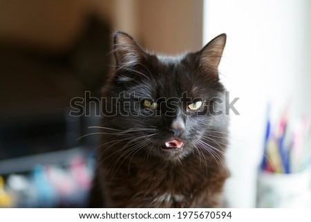 Funny black cat meme makes faces and squints.