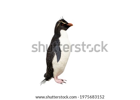 Southern rockhopper penguin (Eudyptes chrysocome) against white clear background.