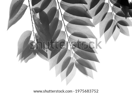 Silhouette Leaf texture in black and white, nature background