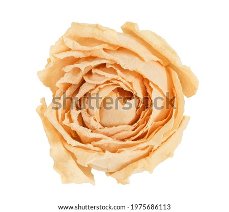 Rose flower, beige bud dried isolated on white background with clipping path. Full depth of field.