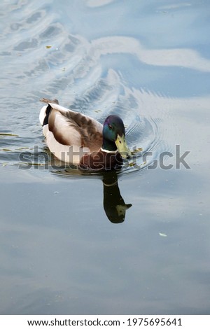 Drake mallard duck on a pond in spring, vertical orientation