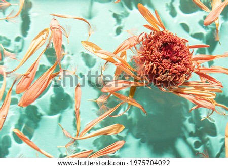 Summer scene with dry gerbera daisy flower and petals in water. Sun and shadows. Minimal nature background.
