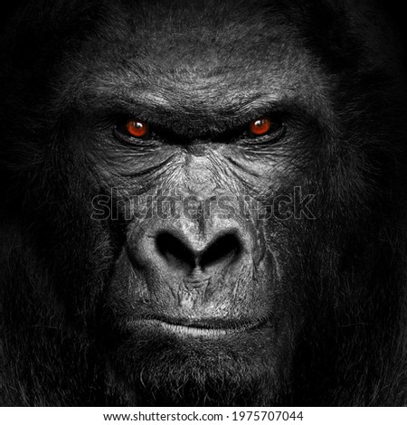 Gorilla mammal animal , black white wildlife	
 Royalty-Free Stock Photo #1975707044
