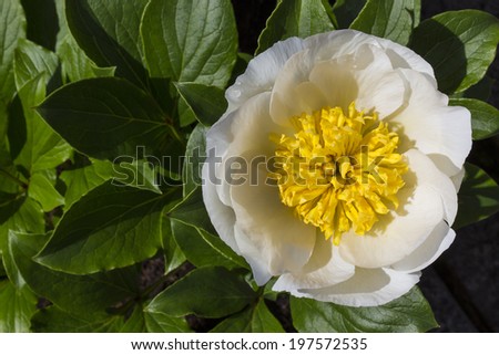 Paeonia lactiflora (Chinese peony) is a herbaceous perennial flowering plant (family Paeoniaceae), native to central and eastern Asia from eastern Tibet across northern China to eastern Siberia.